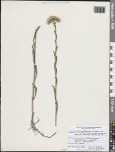 Тысячелистник щетинистый, Чихотник щетинистый Waldst. & Kit., Восточная Европа, Центральный лесостепной район (E6) (Россия)