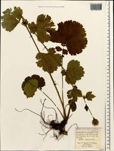 Гравилат широколопастной Sommier & Levier, Кавказ, Краснодарский край и Адыгея (K1a) (Россия)