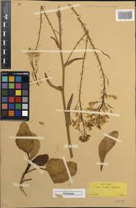 Brassica leucantha, Западная Европа (EUR) (Греция)