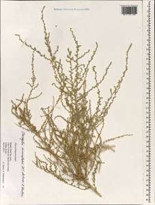 Nitrosalsola vermiculata (L.) Theodorova, Зарубежная Азия (ASIA) (Израиль)