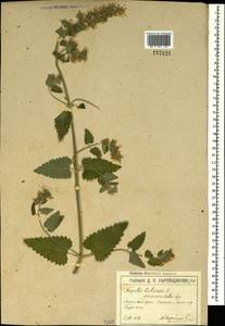 Котовник кошачий L., Крым (KRYM) (Россия)