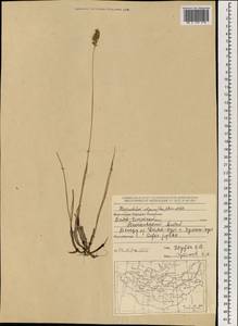 Anthoxanthum monticola (Bigelow) Veldkamp, Монголия (MONG) (Монголия)