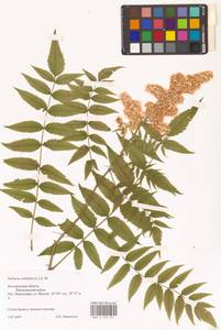 Рябинник рябинолистный (L.) A.Braun, Восточная Европа, Центральный лесостепной район (E6) (Россия)