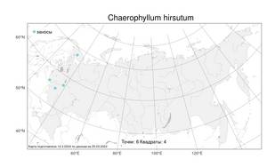 Chaerophyllum hirsutum, Бутень волосистый L., Атлас флоры России (FLORUS) (Россия)