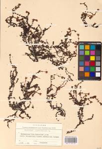 Камнеломка супротивнолистная L., Восточная Европа, Северный район (E1) (Россия)