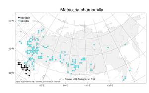 Matricaria chamomilla, Ромашка ободранная, Ромашка лекарственная L., Атлас флоры России (FLORUS) (Россия)