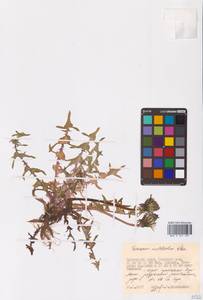 Taraxacum multisectum Kitag., Сибирь, Дальний Восток (S6) (Россия)