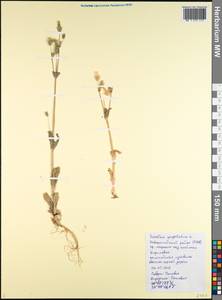Dichodon perfoliatum (L.) Á. Löve & D. Löve, Кавказ, Черноморское побережье (от Новороссийска до Адлера) (K3) (Россия)