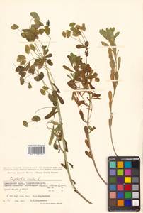 Молочай острый L., Сибирь, Дальний Восток (S6) (Россия)