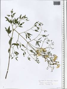 Ломонос чинолистный Besser ex Rchb., Восточная Европа, Нижневолжский район (E9) (Россия)