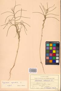 Желтушник выгрызенный L., Восточная Европа, Южно-Украинский район (E12) (Украина)