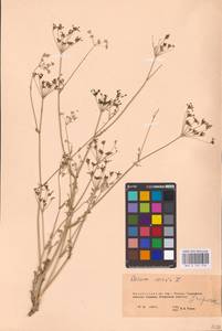 Тмин обыкновенный L., Восточная Европа, Восточный район (E10) (Россия)