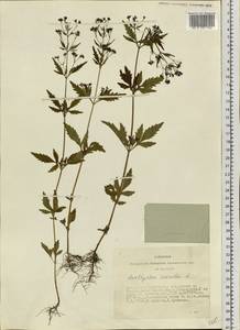 Аметистея голубая L., Сибирь, Алтай и Саяны (S2) (Россия)