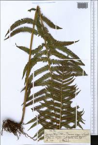 Polypodiopsida, Африка (AFR) (Эфиопия)