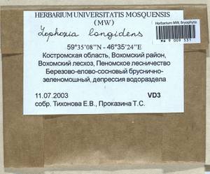Lophoziopsis longidens (Lindb.) Konstant. & Vilnet, Гербарий мохообразных, Мхи - Центральное Нечерноземье (B6) (Россия)