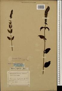 Вероника орхидная Crantz, Кавказ, Грузия (K4) (Грузия)