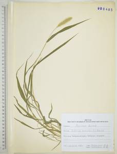 Щетинник зеленый (L.) P.Beauv., Сибирь, Дальний Восток (S6) (Россия)