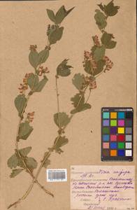 Горошек однопарный A.Braun, Сибирь, Дальний Восток (S6) (Россия)