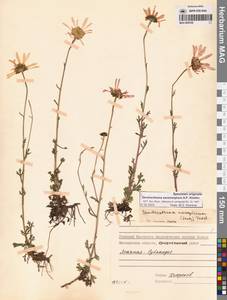 Chrysanthemum zawadzkii subsp. peleiolepis (Trautv.) Zuev, Сибирь, Чукотка и Камчатка (S7) (Россия)