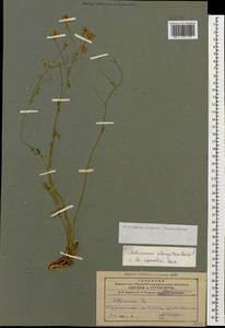 Aethionema virgatum (Boiss.) Hedge, Кавказ, Азербайджан (K6) (Азербайджан)