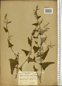 Лебеда стрелолистная, Лебеда лоснящаяся Borkh., Восточная Европа, Центральный лесостепной район (E6) (Россия)