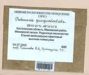 Trilophozia quinquedentata (Huds.) Bakalin, Гербарий мохообразных, Мхи - Центральное Нечерноземье (B6) (Россия)