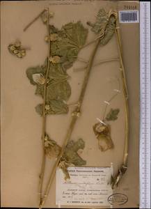 Шток-роза голоцветковая (Lindl.) Boiss., Средняя Азия и Казахстан, Джунгарский Алатау и Тарбагатай (M5) (Казахстан)