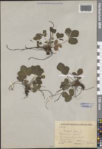 Земляника лесная L., Восточная Европа, Центральный лесостепной район (E6) (Россия)