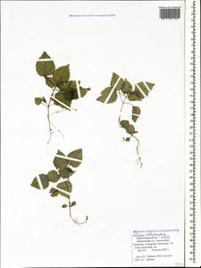 Circaea ×intermedia Ehrh., Кавказ, Краснодарский край и Адыгея (K1a) (Россия)