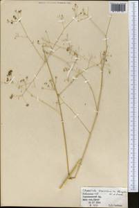 Элеостикта зеравшанская Kljuykov & Pimenov, Средняя Азия и Казахстан, Памир и Памиро-Алай (M2) (Узбекистан)