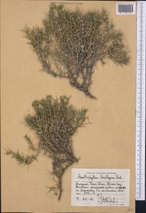 Acanthophyllum subglabrum Schischk., Средняя Азия и Казахстан, Западный Тянь-Шань и Каратау (M3) (Таджикистан)