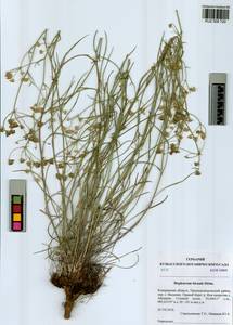 Володушка двустебельная Helm, Сибирь, Алтай и Саяны (S2) (Россия)