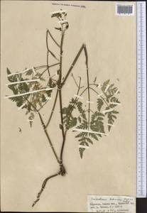 Гирчовник татарский Hoffm., Средняя Азия и Казахстан, Северный и Центральный Тянь-Шань (M4) (Киргизия)