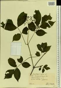 Бузина черная L., Восточная Европа, Западно-Украинский район (E13) (Украина)