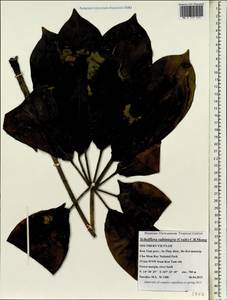 Heptapleurum subintegrum (Craib) G. M. Plunkett & Lowry, Зарубежная Азия (ASIA) (Вьетнам)