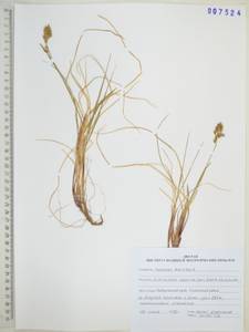Anthoxanthum monticola (Bigelow) Veldkamp, Сибирь, Дальний Восток (S6) (Россия)