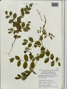 Lathyrus japonicus var. japonicus, Восточная Европа, Северный район (E1) (Россия)