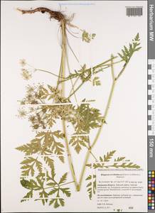 Китагавия терпентиновая (Fisch. ex Spreng.) Pimenov, Сибирь, Дальний Восток (S6) (Россия)