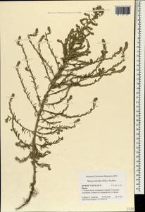 Sedobassia sedoides (Pall.) Freitag & G.Kadereit, Крым (KRYM) (Россия)
