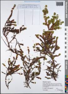 Водяника черная, Шикша черная L., Сибирь, Якутия (S5) (Россия)