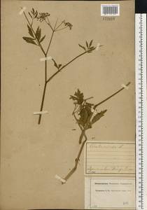 Вех ядовитый, Цикута L., Восточная Европа, Центральный лесной район (E5) (Россия)