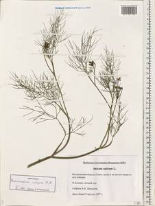 Anethum foeniculum L., Восточная Европа, Центральный лесной район (E5) (Россия)