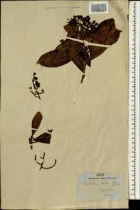 Eriobotrya dubia (Lindl.) Decne., Зарубежная Азия (ASIA) (Индия)