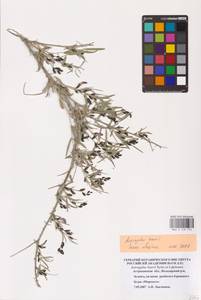 Astragalus baeri Sytin & Laktionov, Восточная Европа, Нижневолжский район (E9) (Россия)