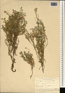 Paronychia chionaea, Зарубежная Азия (ASIA) (Турция)