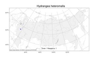 Hydrangea heteromalla, Гортензия многосторонняя D. Don, Атлас флоры России (FLORUS) (Россия)