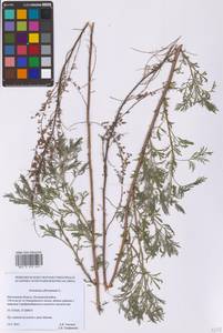 Полынь лечебная, Полынь высокая L., Восточная Европа, Московская область и Москва (E4a) (Россия)