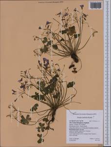 Oxalis latifolia, Западная Европа (EUR) (Великобритания)