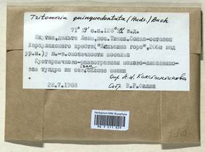 Trilophozia quinquedentata (Huds.) Bakalin, Гербарий мохообразных, Мхи - Якутия (B19) (Россия)