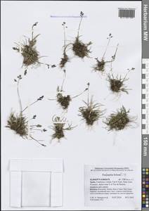 Мятлик, Западная Европа (EUR) (Испания)